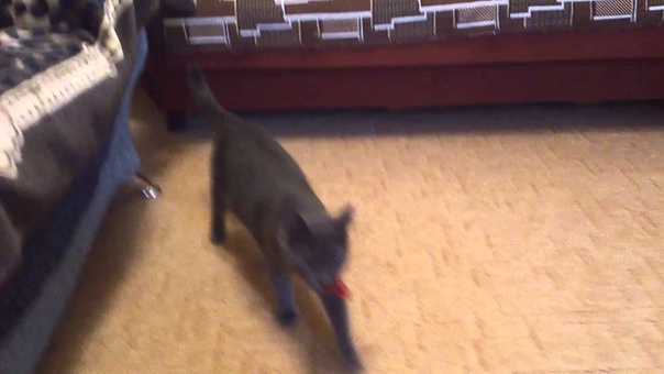 Cat play with clothes peg, Кот играет с
