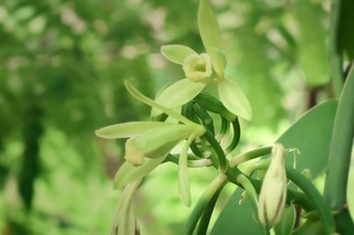 CHANEL SUBLIMAGE: the infinite power of Éphémères of Planifolia