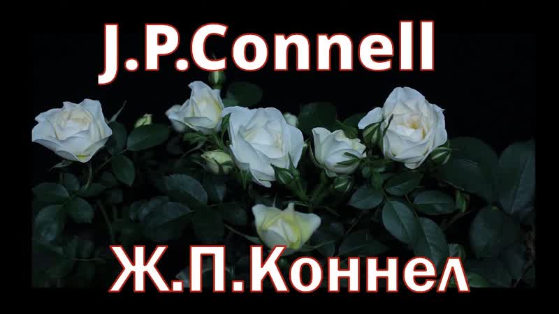 Как распускается роза Джей Пи Коннел J. P.