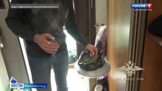 Калининградца вместе с другом задержали за выращивание и продажу марихуаны
