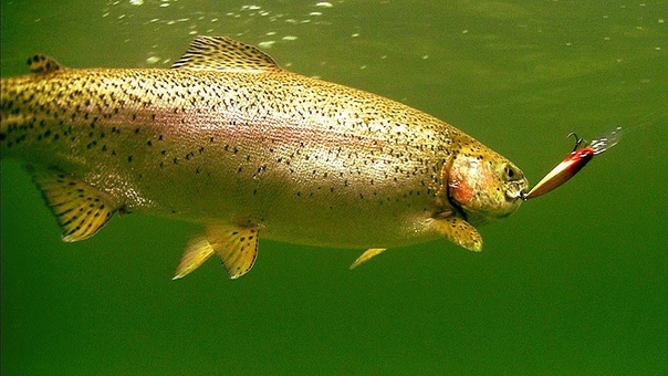 Catching trout 1 (underwater fishing camera) forell trucha форель truta pstrąg ørret