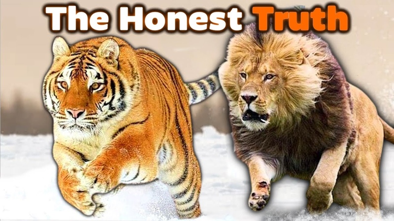 SIBERIAN TIGER vs LION The Honest