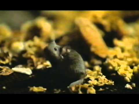 Рассказы из