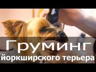 Груминг йоркширского терьера (йорка, йорика) - стрижка, тримминг,