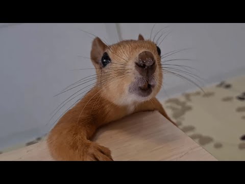 У белки насморк Squirrel has a runny