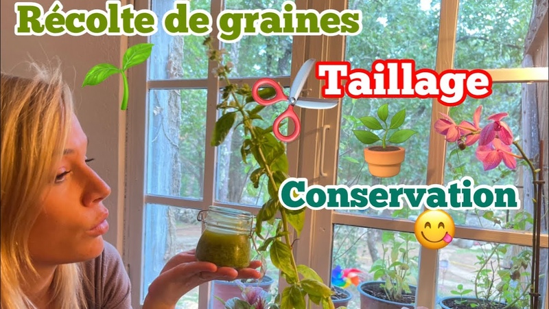 RÉ COLTE + RECETTE super SIMPLE et RAPIDE 3 méthodes CONSERVATION De la Graine à l