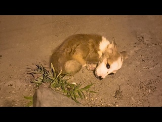 sick Corgi, tearful and curled up by the car, enduring the pain. Will the angel who helps him come?