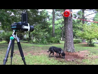 Slow Motion Ice Bucket Challenge (Dog, Cat, Chicken, Kid)  - Smarter Every Day