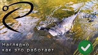 Голавль и жерех в сентябре.