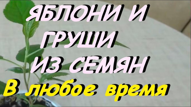 КАК ВЫРАСТИТЬ ИЗ СЕМЯН ЯБЛОНИ И ГРУШИ. ВЫСОКАЯ