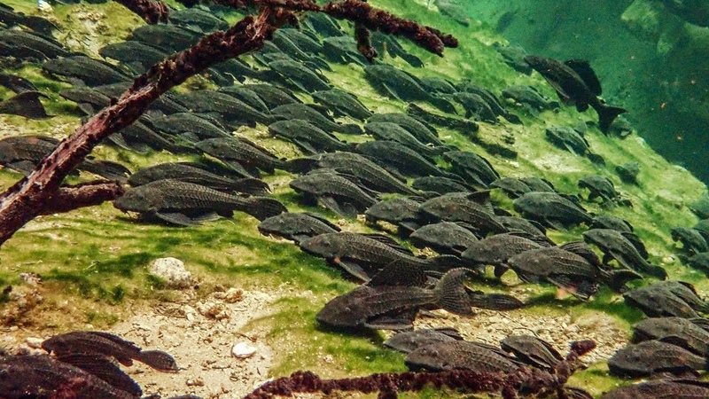 Pleco Invasion Trouble in Blue Spring State