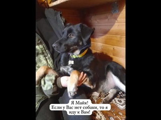 Майк ищет дом и самого доброго хозяина