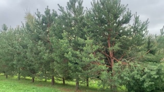 Аллея