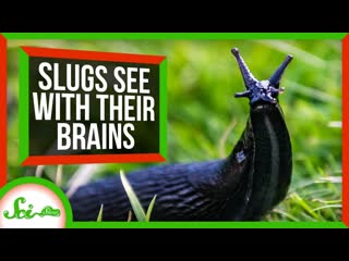 These Slugs See with Their Brains