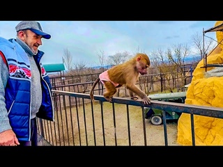 Влад забрал свою Люську-курочку и унес ее ПОГУЛЯТЬ на ГОРЫ)))