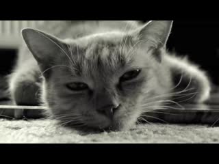 Глупость. Пять законов глупости. Карло Чиполла __ Клирик_live