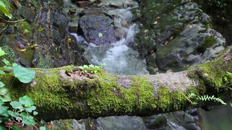The beautiful sound of a mountain river. Relaxing sounds of nature, the voices of birds. White