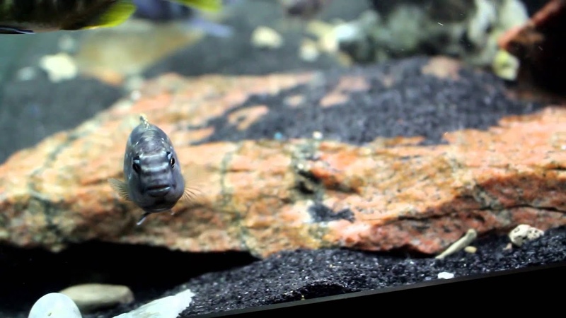 Female African Cichlids Changing to Male (