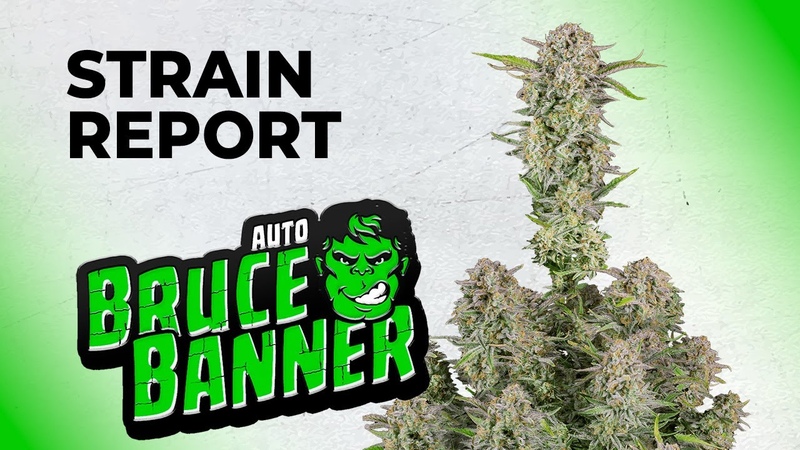 Bruce Banner Auto, Strain Review, Fast Buds,