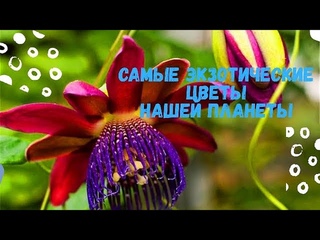 Таких цветов вы не видели! Экзотические цветы нашей планеты